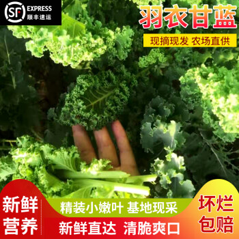 芬岚 顺丰直达 新鲜羽衣甘蓝kale小嫩叶西餐作料榨汁蔬菜沙拉叶牡丹2斤500g 图片价格品牌报价 京东