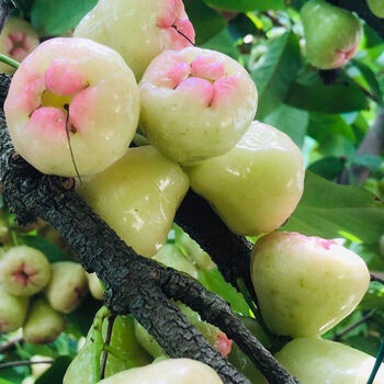 牛奶莲雾5-1斤青钻莲雾新鲜水果产地现摘现发脆甜可口当季水果 青钻