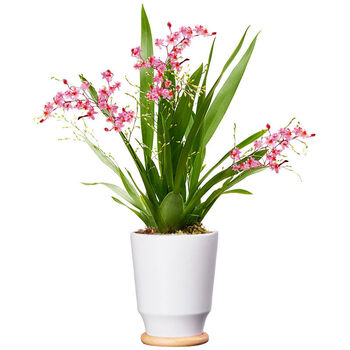 文心兰 梦香花卉盆栽 花香 花期长达1个月 红花 文心兰 5苗连体