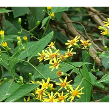 现采滋补养生 新鲜千里光 九里明 九里干 眼明草 全草整株500克