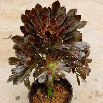 多肉植物法师锦红颜美杜莎水墨画肉肉植物多肉植物盆栽精控灰法师6头