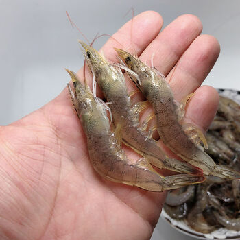 顺丰冷运青岛鲜活急冻新鲜捕捞小河虾小小青虾小明虾68厘米小海虾仔四