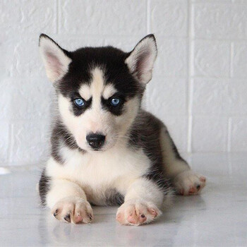 【30天健康保障】哈士奇幼犬活体纯种宠物狗狗哈士奇幼犬幼崽活体二哈