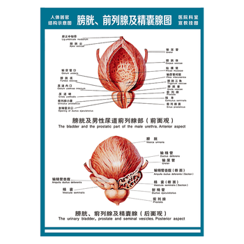 解剖图全身骨骼图宣传画墙贴画覆膜防水贴纸wsa51wsa5113膀胱及男性