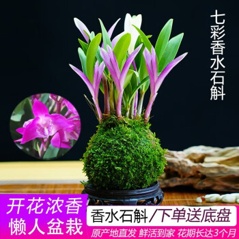 兰花洋兰品牌及商品- 京东