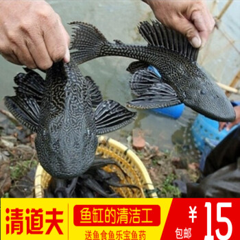 清道夫魚熱帶魚活體清道夫垃圾魚吃藻魚清潔工魚工具魚觀賞魚胭脂