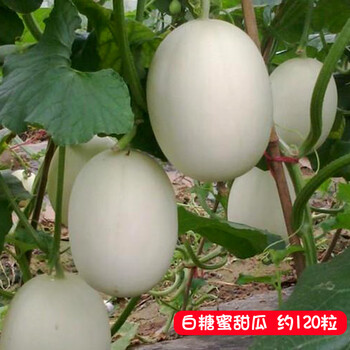 新茄瓜价格报价行情- 京东