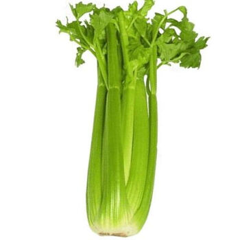 新鲜山东蔬菜西芹农家种植脆嫩芹菜四川香芹 5斤 装带叶
