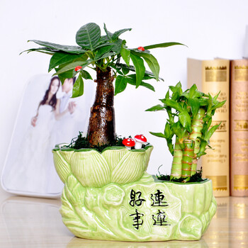 发财树盆栽绿植盆栽双口陶瓷盆绿植清新绿植搭配祝福语花盆送礼财源