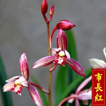 星雨香(xingyuxiang)浓香型兰花盆栽兰花苗建兰 老种市长红花卉 盆栽