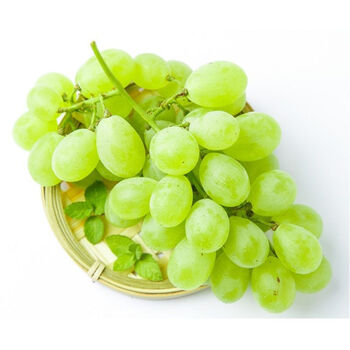 晨臻河北当季新鲜维多利亚现摘现发青提葡萄新鲜孕妇水果无籽提子 3斤