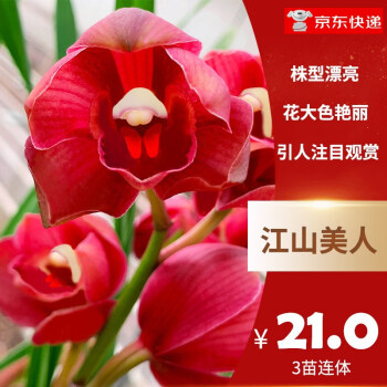 兰花流体相关- 京东