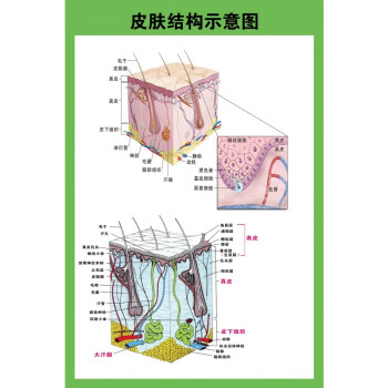 示意圖全身器官分佈圖醫院心臟解剖掛圖醫學海報皮膚結構圖油畫布48寸