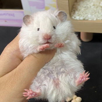 忘己【家养】卷毛金丝熊巨型仓鼠活体卷毛纯银蜜色波利长卷毛金丝熊