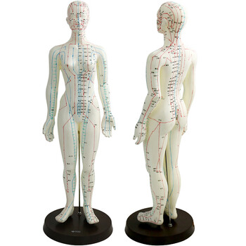 伟叶模型人体经络穴位模型针灸人型铜色女模男模亮白pvc女模型48cm