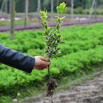 红叶石楠树苗石楠苗黄杨苗冬青苗红花继木苗黄杨球小叶黄杨瓜子黄杨小苗法国冬青苗绿化苗木金边黄杨50 65cm100颗 图片价格品牌报价 京东