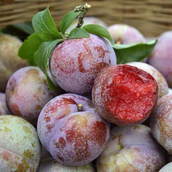 现摘云南鸡血李三华李5斤新鲜水果酸脆红心李子当季早熟李子孕妇水果