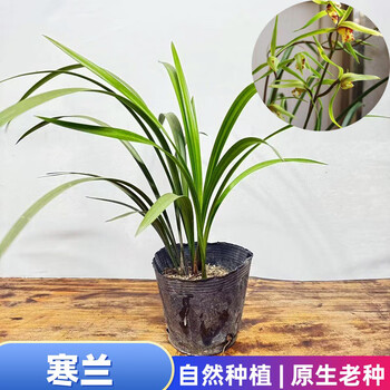 素心寒兰价格报价行情- 京东