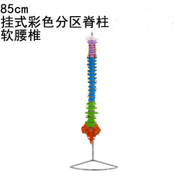 脊柱模型（頸椎-胸椎-腰椎-骨盤-大腿骨）-