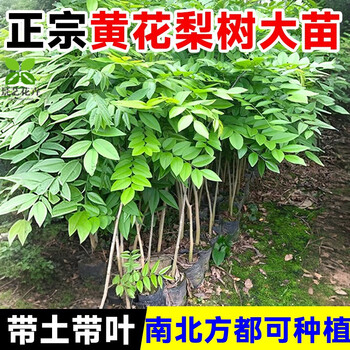 海南黄花梨盆栽型号规格- 京东