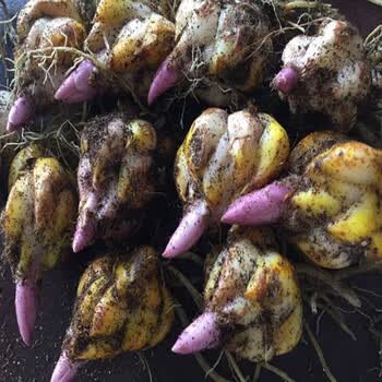 花无痕百合花种球带芽香水百合种球百合花种子球根百合花卉百合植物百合盆栽混色百合种球10个 不含盆土 1份 图片价格品牌报价 京东