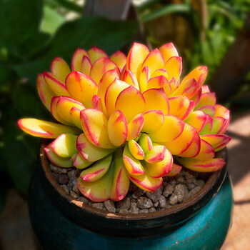 玉树稀有老桩多肉植物盆栽室内大颗好养肉肉大老桩多肉 小小叮当锦【6