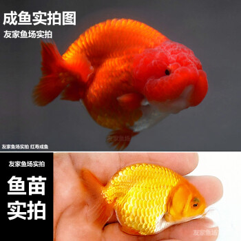 蘭壽金魚蘭壽活魚精品小尾重墨水墨玉兔奶牛三色黑賽級觀賞魚藍瘦魚苗