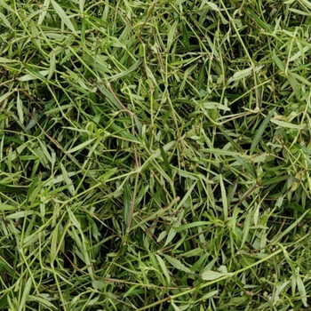 农家新鲜白花蛇舌草 百花蛇舌草中草药材 野生蛇利草 蛇总管 新鲜小号