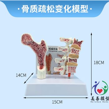 人体脊椎模型品牌及商品- 京东
