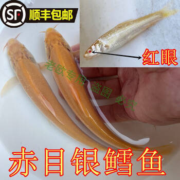 银鳕鱼苗赤目黄金银鳕鱼冷水观赏鱼白子龙红眼银鳕9 11厘米10条红眼金银鳕鱼料 图片价格品牌报价 京东