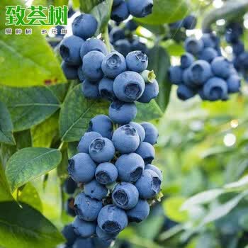 致荟树 蓝莓树苗盆栽地栽特大蓝莓果树苗南方北方种植蓝莓苗阳台庭院