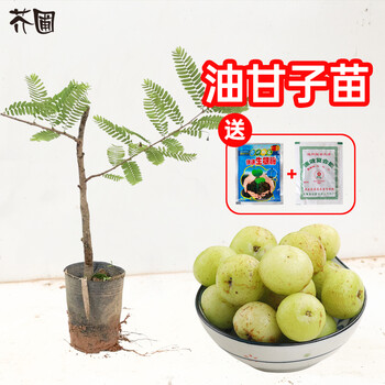 芥圃油甘果树苗油甘果苗余甘苗甘甜油柑子苗南方种植盆栽地栽嫁接果树果苗油甘子苗 带土带叶发货 2年苗高度 60 80公分左右 图片价格品牌报价 京东