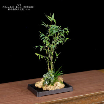 菖蒲盆栽型号规格- 京东