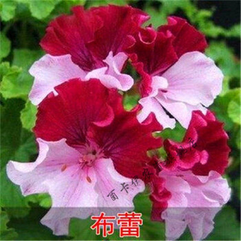垂吊天竺葵品牌及商品- 京东