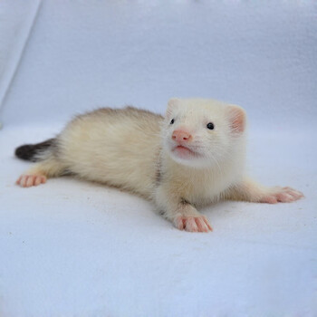 貂宠物貂活体稀有安格鲁貂活貂好养活水貂小龙貂懒人宿舍小型雪貂古牧