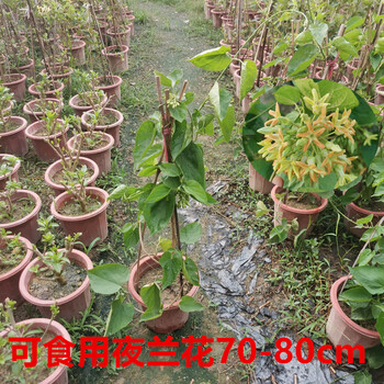 物鲜仙子夜来香花树苗九里香夜来香盆栽花卉植物室内驱蚊花苗浓香四季开花食用夜兰花70 80cm 1颗 带土发货不含盆 图片价格品牌报价 京东