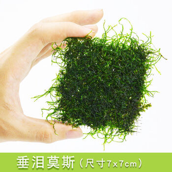 鱼缸沉木阴性水草造景散装莫斯莫丝水晶鹿角苔火焰垂泪松茸大三角垂泪莫斯7 7cm1片 图片价格品牌报价 京东