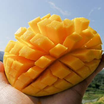凯特芒果特大果水果10斤精品礼盒装新鲜应季当季四川大果芒果整箱5斤