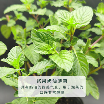 薄荷盆栽植物猫薄荷巧克力薄荷柠檬薄荷观叶植物盆栽浆果奶油薄荷120