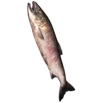 大马哈鱼黑龙江特产新鲜速冻马哈东北整条冷冻大鱼淡水鱼 6斤马哈鱼一