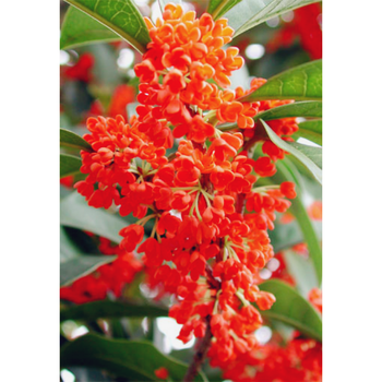 盆栽地栽桂花树苗桂花新品种天香台阁 桂花苗花期长花香浓郁 朱砂红2