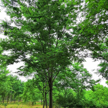 红榉树树苗小叶红榉树苗盆栽大型庭院绿化苗木行道树风景树榉树大树