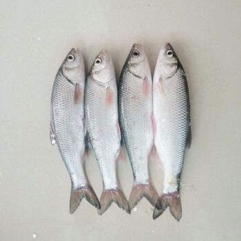 5折 【华子鱼】4斤起 内蒙克什克腾 一级水库 瓦氏雅罗冷水鱼 原产地