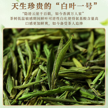 新旭堂安吉白茶茶叶新茶明前嫩芽绿茶高山春茶自饮单罐散装茗茶125g