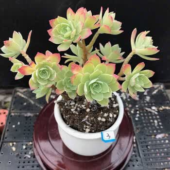 多肉套餐精品大颗好养老桩肉肉花植物组合大群生 绿蔷薇10头以上老桩