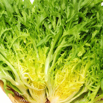 寿禾 苦菊种子苦苣菜籽扇形春夏秋四季播种疏蔬莱菜子快菜种籽家庭