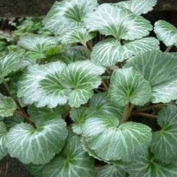 野生虎耳草 新鲜野生中药材    石荷叶 金线吊芙蓉 金丝荷叶 耳朵红