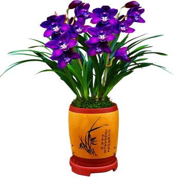 超香兰花苗紫灵仙子四季兰浓香名贵花卉绿植紫灵仙子2苗不含盆