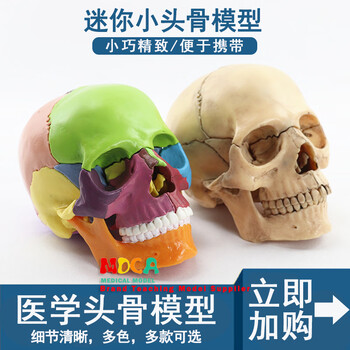 人体模型 3d模型骨骼品牌及商品- 京东