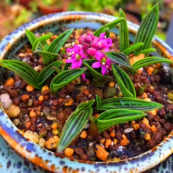 日本稿蔓穗缟缦穗兰花草缟蔓穗山野草平行线油点百合缟麦穗1盆日本稿